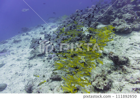 Coral Reef and Tropical Fish on Maldives island. Tropical and coral sea wildelife. Beautiful underwater world. Underwater photography. 111892650