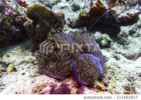 Clown Anemonefish (Amphiprion percula) and sea anemone in the coral reef of Maldives island. Tropical and coral sea wildelife. Beautiful underwater world. Underwater photography. 111892657