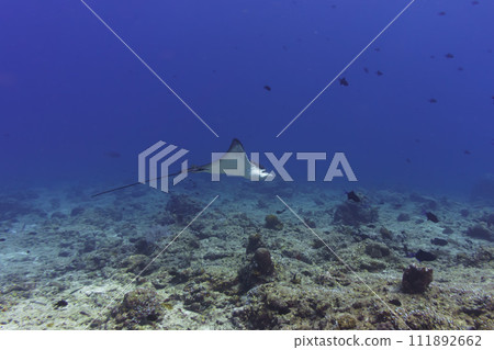 Spotted eagle ray in the coral reef of Maldives island. Tropical and coral sea wildelife. Beautiful underwater world. Underwater photography. 111892662