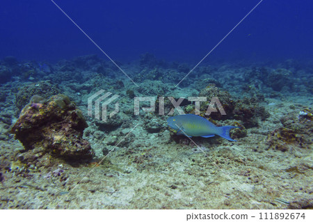 Rusty parrotfish (scaridae) in the coral reef of Maldives island. Tropical and coral sea wildelife. Beautiful underwater world. Underwater photography. Rusty parrotfish (scaridae) in the coral reef of Maldives island. Tropical and coral sea wildelife. Beautiful underwater world. Underwater photography. 111892674