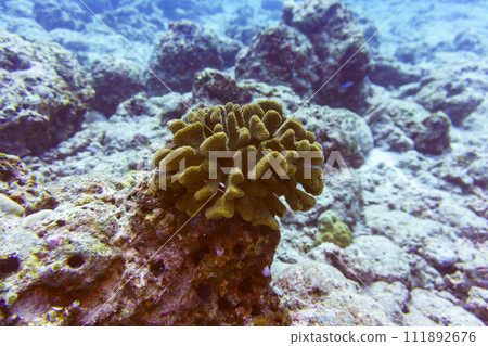Coral Reef and Tropical Fish on Maldives island. Tropical and coral sea wildelife. Beautiful underwater world. Underwater photography. Coral Reef and Tropical Fish on Maldives island. Tropical and coral sea wildelife. Beautiful underwater world. Underwater photography. 111892676