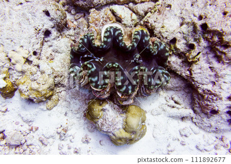 Coral Reef and Tropical Fish on Maldives island. Tropical and coral sea wildelife. Beautiful underwater world. Underwater photography. Coral Reef and Tropical Fish on Maldives island. Tropical and coral sea wildelife. Beautiful underwater world. Underwater photography. 111892677