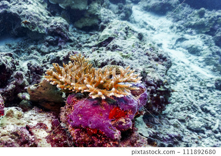 Coral Reef and Tropical Fish on Maldives island. Tropical and coral sea wildelife. Beautiful underwater world. Underwater photography. Coral Reef and Tropical Fish on Maldives island. Tropical and coral sea wildelife. Beautiful underwater world. Underwater photography. 111892680