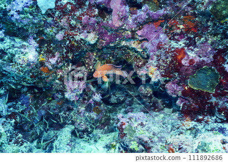 Coral Reef and Tropical Fish on Maldives island. Tropical and coral sea wildelife. Beautiful underwater world. Underwater photography. 111892686