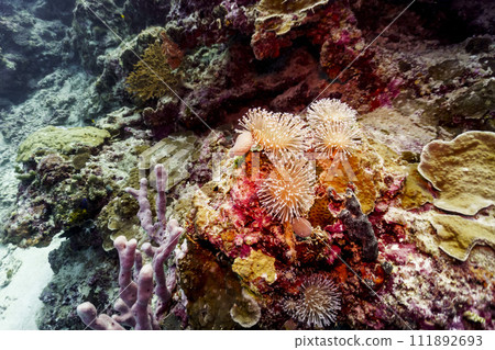 Coral Reef and Tropical Fish on Maldives island. Tropical and coral sea wildelife. Beautiful underwater world. Underwater photography. 111892693