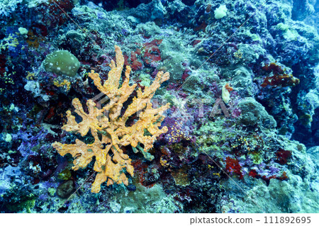 Coral Reef and Tropical Fish on Maldives island. Tropical and coral sea wildelife. Beautiful underwater world. Underwater photography. 111892695