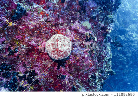 Coral Reef and Tropical Fish on Maldives island. Tropical and coral sea wildelife. Beautiful underwater world. Underwater photography. Coral Reef and Tropical Fish on Maldives island. Tropical and coral sea wildelife. Beautiful underwater world. Underwater photography. 111892696