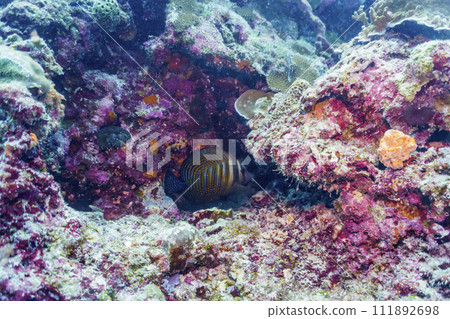 Coral Reef and Tropical Fish on Maldives island. Tropical and coral sea wildelife. Beautiful underwater world. Underwater photography. 111892698