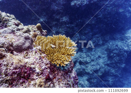 Coral Reef and Tropical Fish on Maldives island. Tropical and coral sea wildelife. Beautiful underwater world. Underwater photography. Coral Reef and Tropical Fish on Maldives island. Tropical and coral sea wildelife. Beautiful underwater world. Underwater photography. 111892699