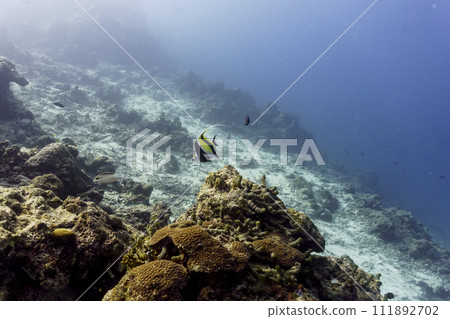 Moorish Idol (Zanclus cornutus) in the coral reef of Maldives island. Banner fish. Tropical and coral sea wildelife. Beautiful underwater world. Underwater photography. Moorish Idol (Zanclus cornutus) in the coral reef of Maldives island. Banner fish. Tropical and coral sea wildelife. Beautiful underwater world. Underwater photography. 111892702