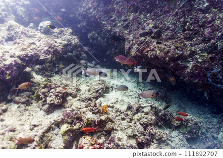 Coral Reef and Tropical Fish on Maldives island. Tropical and coral sea wildelife. Beautiful underwater world. Underwater photography. 111892707