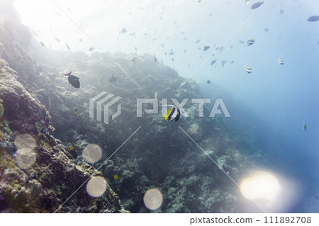 Moorish Idol (Zanclus cornutus) in the coral reef of Maldives island. Banner fish. Tropical and coral sea wildelife. Beautiful underwater world. Underwater photography. Moorish Idol (Zanclus cornutus) in the coral reef of Maldives island. Banner fish. Tropical and coral sea wildelife. Beautiful underwater world. Underwater photography. 111892708