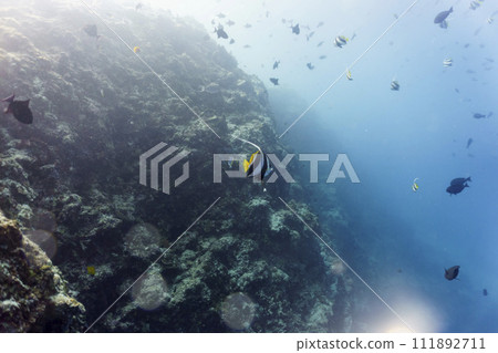 Moorish Idol (Zanclus cornutus) in the coral reef of Maldives island. Banner fish. Tropical and coral sea wildelife. Beautiful underwater world. Underwater photography. 111892711