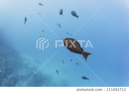 Surgeon fish in the coral reef of Maldives island. Tropical and coral sea wildelife. Beautiful underwater world. Underwater photography. Surgeon fish in the coral reef of Maldives island. Tropical and coral sea wildelife. Beautiful underwater world. Underwater photography. 111892712