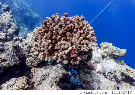 Coral Reef and Tropical Fish on Maldives island. Tropical and coral sea wildelife. Beautiful underwater world. Underwater photography. Coral Reef and Tropical Fish on Maldives island. Tropical and coral sea wildelife. Beautiful underwater world. Underwater photography. 111892717