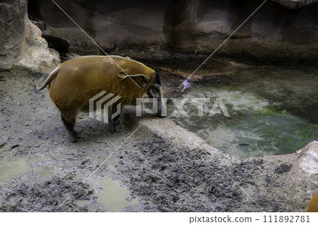 Red river boar drinking water Red river boar drinking water 111892781