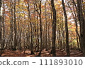 Autumn Oginoyama 111893010