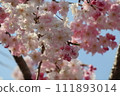 Cherry blossoms at Himeji castle 111893014