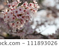 Cherry blossoms at Himeji castle 111893026