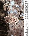 Cherry blossoms at Himeji castle 111893027