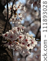 Cherry blossoms at Himeji castle 111893028