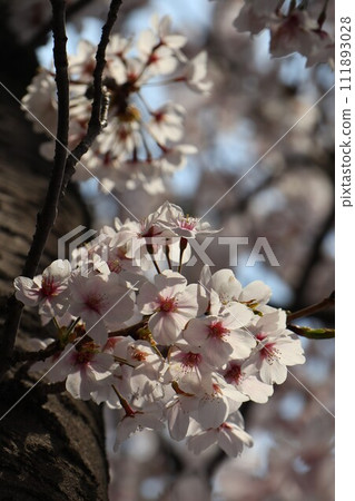 Cherry blossoms at Himeji castle 111893028