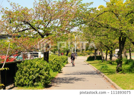 一輛自行車穿越櫻之宮公園的櫻花樹 111893075