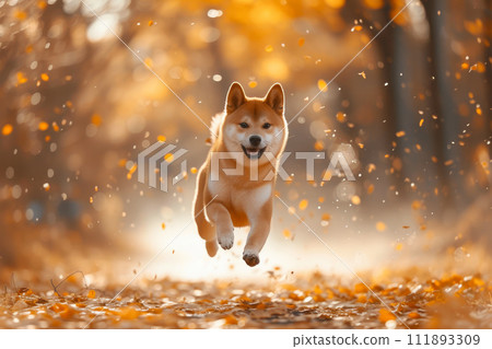 Energetic Shiba Inu Sprinting Outdoors Energetic Shiba Inu Sprinting Outdoors 111893309