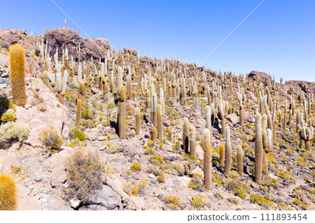 Salar de Uyuni view from Isla Incahuasi 111893454