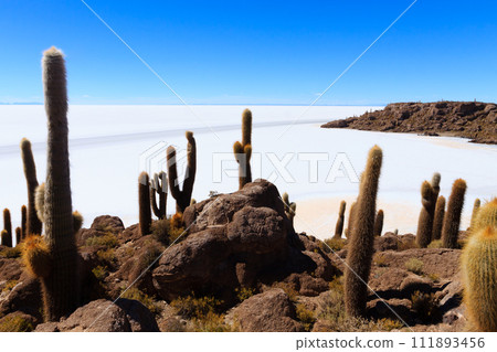 Salar de Uyuni view from Isla Incahuasi Salar de Uyuni view from Isla Incahuasi 111893456