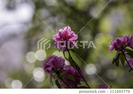 Azalea's flower Azalea's flower 111893779