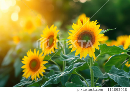 Blooming Sunflowers: Embracing Spring Blooming Sunflowers: Embracing Spring 111893918