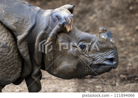 Indian Ring 111894066