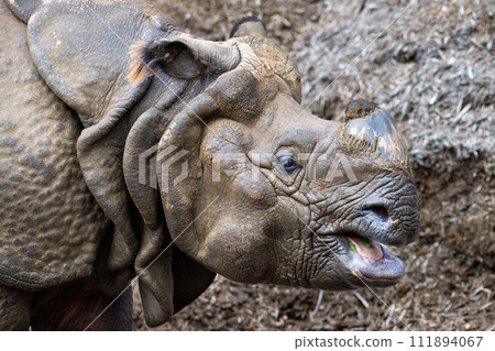 印度戒指 111894067