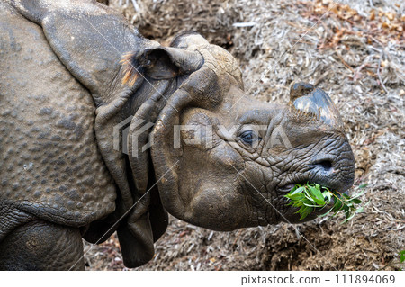 印度戒指 111894069