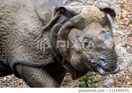 Indian Ring Indian Ring 111894070