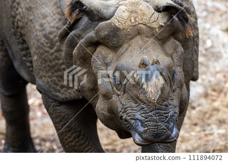 印度戒指 111894072