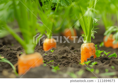 Organic Carrots Flourishing in Rich Soil Organic Carrots Flourishing in Rich Soil 111894673