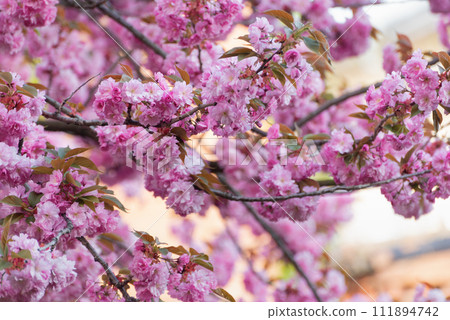 Sakura blossoms or Japanese cherry. Beautiful pink flowers on branches. Floral spring background. 111894742