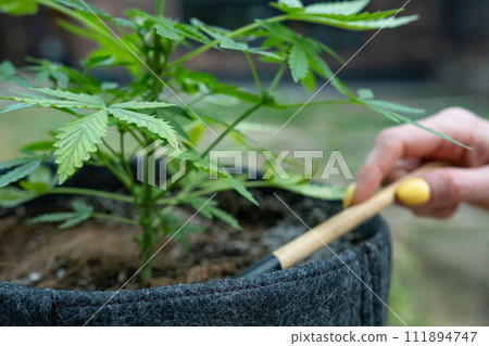 Close up on hand with a garden tool takes care of a hemp bush. Illegal marijuana cultivation Close up on hand with a garden tool takes care of a hemp bush. Illegal marijuana cultivation 111894747