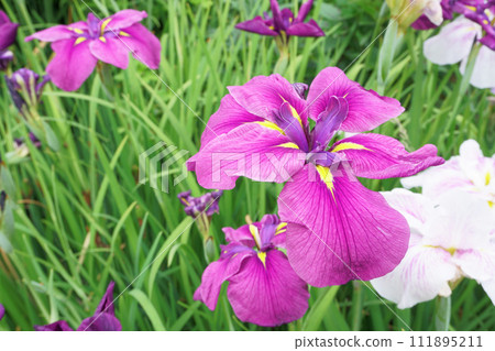 花園裡盛開的鳶尾花 花園裡盛開的鳶尾花 111895211