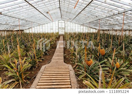 Pineapple plantation in a Greenhouse at Sao Miguel island of the Azores.. Portugal 111895224