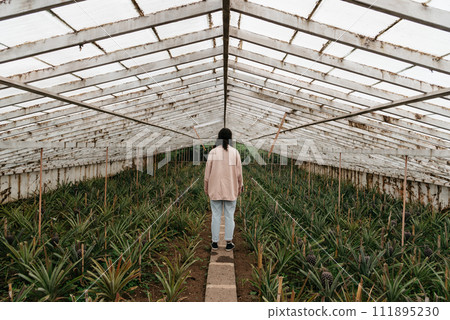 Rear view of young adult inside a pineapple Greenhouse in plantation at Sao Miguel island 111895230