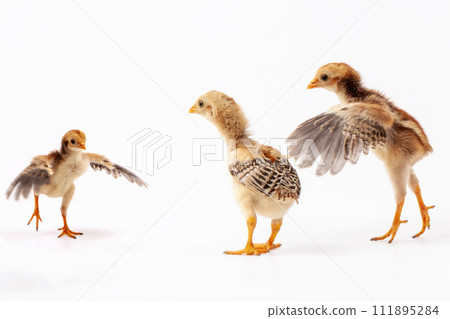 bird, chicken, chick 111895284