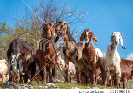Brown and white Cyprus goats looking at the camera Brown and white Cyprus goats looking at the camera 111896016
