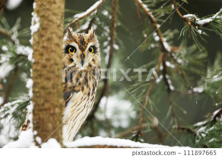 Short-eared Owl, Asio flammeus, sitting on the spruce tree. Bird on the tree. in snowy winter. Short-eared Owl, Asio flammeus, sitting on the spruce tree. Bird on the tree. in snowy winter. 111897665