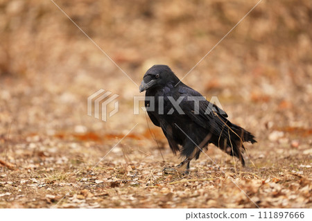 Portrait of the common raven Corvus corax, , all-black largest passerine bird. Portrait of the common raven Corvus corax, , all-black largest passerine bird. 111897666