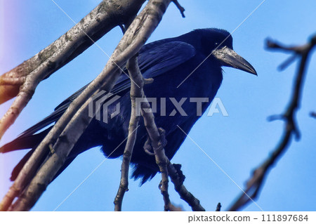 Close up view of a common raven Corvus corax 111897684