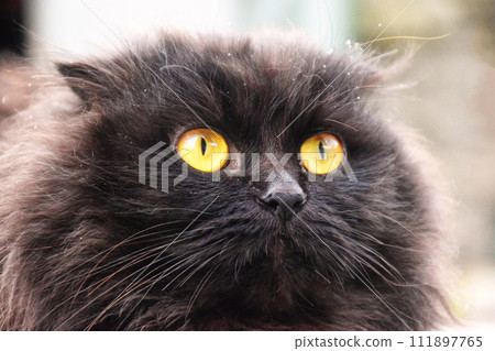 Close up of a black cat on the grass in the back yard 111897765