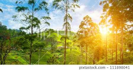 Tea plantation on the slopes of the mountains and a beautiful sunrise. Wide photo. Tea plantation on the slopes of the mountains and a beautiful sunrise. Wide photo. 111898041